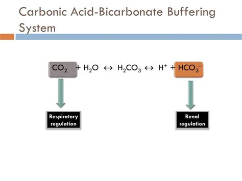 carbonic acid and bicarbonate buffer system